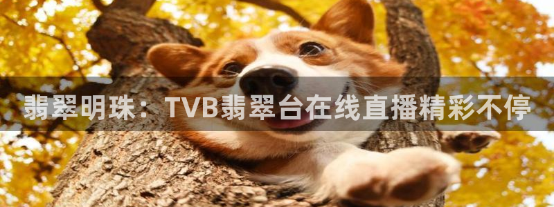 nba直播吧在线免费观看：翡翠明珠：TVB翡翠台在线直播精彩不停